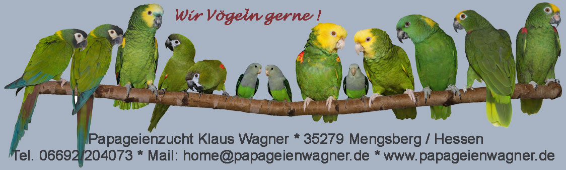 Papageienzucht Klaus Wagner Handaufzucht Von Papageien